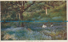 R031459 Springtime In The Wood. Photochrom. Celesque - World