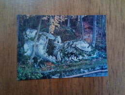 VITERBO - Bomarzo - Parco Dei Mostri - La Bella Addormentata Nel Bosco - Viterbo