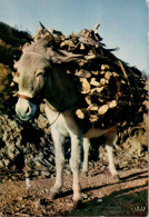 N°1968 W -cpsm Le Petit âne - Burros