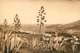 66 - COLLIOURE -  ALOES EN FLEURS - Collioure