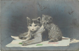 CARTE PHOTO CHAT  ET CHATON - CATS   - Chats