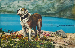 CHIEN -  CHAMONIX - LE GRAND SAINT BERNARD - Honden