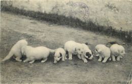 CPA CHIEN -  GROUPE DE CHIOTS - Honden