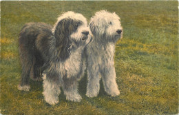 CPA - DEUX  CHIENS - Race English Sheepdog - Bobtails - Bergers Anglais - Hunde