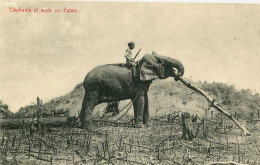 CEYLAN  Shri Lanka Ceylon =  Elephants At Work On Estate     5849 - Sri Lanka (Ceylon)