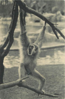 CPA - SINGE  - PARC ZOOLOGIQUE DU BOIS DE VINCENNES - PARIS - Singes