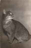  ***  CHATS *** CHATTS CHATONS  --  Chat  Superbe Photo Timbrée 1962  -- N° 692 / 5  - Cats