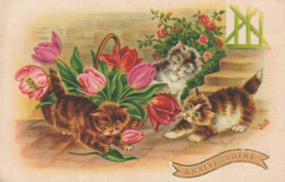  ***  CHATS *** CHATTS CHATONS  --  Chatons Chats Et Fleurs Série  3350  TTB  - Gatos