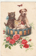  ***  CHATS *** CHATTS CHATONS  --   Chien Et Chats  Et Roses - écrite 1943 TB  - Cats
