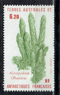 Flore Antarctique : Lycopodium Saururus - Neufs