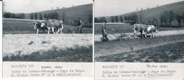 67) 2 Photographies Originales - SCHILLERSDORF : Scène De Labour-hersage - Pays De Hanau - M. Michel Peter - Autres & Non Classés