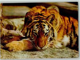 10507107 - Raubkatzen Sibirischer Tiger - Planet Verlag - Leeuwen