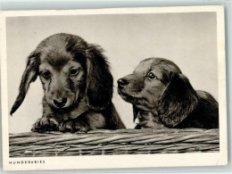 39286707 - Welpen  Werbung Porst - Chiens