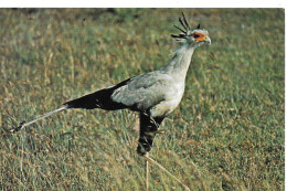 Secretary Bird - Le Messager Sagittaire Est Un Rapace Africain - Uccelli