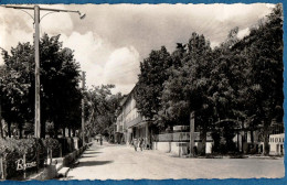 *CPA - 04 - ANNOT - Avenue Des Platanes - Other & Unclassified