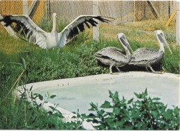 Pélican Du Pérou - ZOO MARIN - PORT BARCARES - Oiseaux