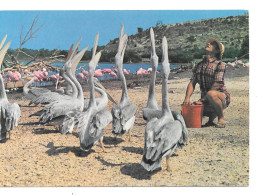 Repas De Pélicans  - Réserve Africaine De Sigean - Oiseaux