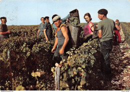 ►POUILLY-SUR-LOIRE◄58►CPM◄1973►DANS LES VIGNES UN JOUR DE VENDANGES◄►ÉDIT. COMBIER - Pouilly Sur Loire