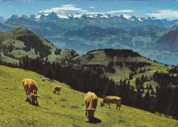 AK 210348 COW / KUH - Blick Auf Rigi-Kulm - Vacas