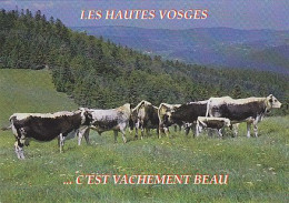 AK 210357 COW / KUH ... - Les Hautes Vosges - Cows