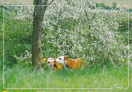 AK 210360 COW / KUH ... - Normandie - Cows