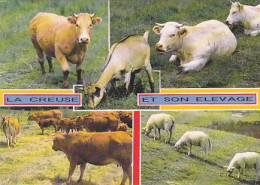 AK 210361 COW / KUH ... - La Creuse - Vaches