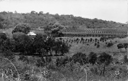 GUINEE Conakry LABE Plantation De La CAPP AOF Guinéa Carte Vierge Non Circulé  (Scans R/V) N° 57 \MO7007 - French Guinea