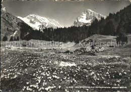 11666267 Unterwasser Toggenburg Bergfruehling Auf Kuhbodenalp Mit Saentis Unterw - Andere & Zonder Classificatie