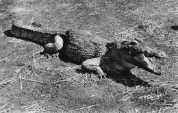 BURKINA FASO Crocodile Caïman  Gaoua (Scans R/V) N° 47 \MO7011 - Burkina Faso