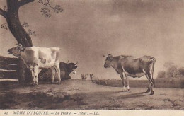 AK 210369 COW / KUH ... - Vaches