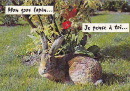 AK 210371 RABBIT / HARE / HASE / LAPIN ... - Other & Unclassified