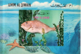 Umm Al Qiwain 1972, Fish, Shell, Sea Star, Block - Fishes