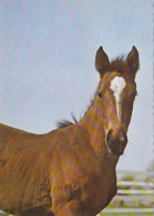 AK 210375 HORSE / PFERD ... - Pferde