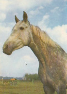 AK 210383 HORSE / PFERD ... - Paarden