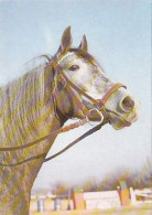 AK 210384 HORSE / PFERD ... - Paarden