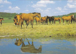 AK 210385 HORSE / PFERD ... - Paarden