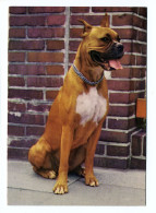 Chien BOXER - Perros