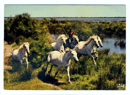 EN CAMARGUE - Chevaux Sauvages Dans Les Marais - Otros & Sin Clasificación