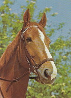 AK 210391 HORSE / PFERD ... - Pferde