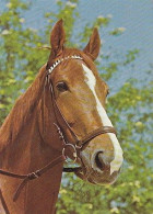 AK 210391 HORSE / PFERD ... - Horses