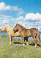 AK 210393 HORSE / PFERD ... - Finnisches Kaltblutpferd - Caballos