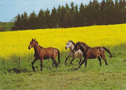 AK 210397 HORSE / PFERD ... - Horses