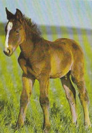 AK 210402 HORSE / PFERD ... - Pferde