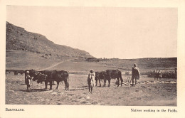 LESOTHO Lessouto BASUTOLAND Labourage Boeufs Labours Carte Vierge Non Circulé éd Sesuto (Scans R/V) N° 23 \MP7102 - Lesotho