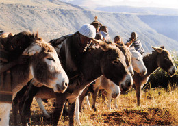 LESOTHO Lessouto Basotho Bergers Et Leurs Anes à Ha-Mpiti Carte Vierge Non Circulé (Scans R/V) N° 72 \MP7102 - Lesotho