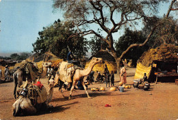 NIGER  ZINDER Chameau Dromadaires Au Campement édition Papéterie MAUCLERT NIAMEY (Scans R/V) N° 67 \MP7104 - Níger