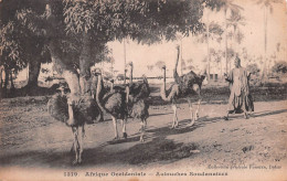 MALI Ex Soudan Français Autruches Soudanaises De TOMBOUCTOU édition Fortier Dakar Carte Vierge (Scans R/V) N° 63 \MP7108 - Malí