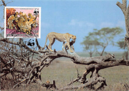 BURKINA FASO Ex Haute-Volta CHEETAH. GUEPARDO Guepard OUAGADOUGOU Premier Jour Vierge Non Circulé (2 Scans) N°61 \MP7111 - Burkina Faso