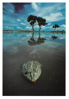 BOTSWANA African Bullfrog Pyxicephalus Adspersus édition Frans Lanting RSA GAROBONE  (2 Scans) N°28 \MP7111 - Botsuana