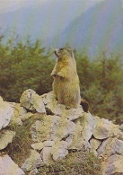 AK 210415 MARMOT / MARMOTTE / MURMELTIER ... - Autres & Non Classés